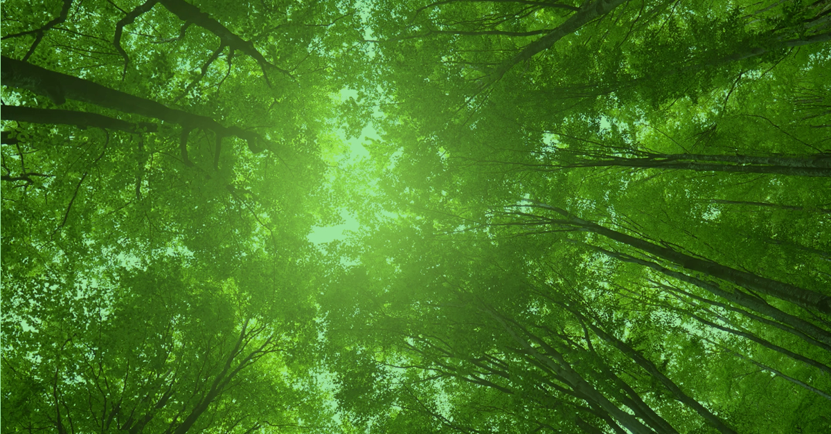 forest in turmoil bdo forest in turmoil bdo