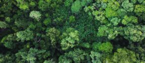 Moore Global & Treedom partnership sets roots for CSR goals