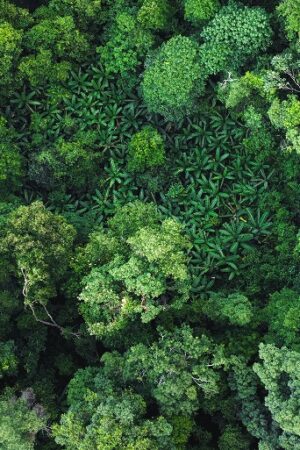 Moore Global & Treedom partnership sets roots for CSR goals